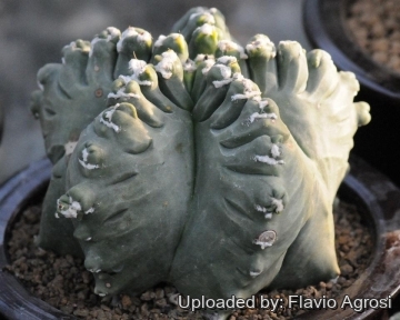 Astrophytum myriostigma cv. Kikko Alien