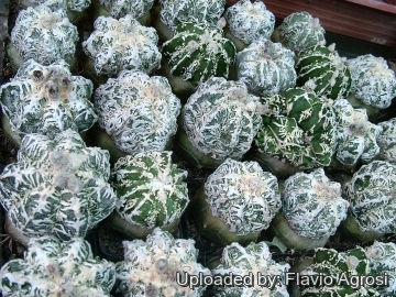 Astrophytum myriostigma cv. Fukuryu reticulatus