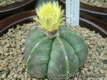Astrophytum myriostigma cv. Suminagashi