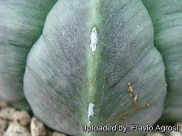 Astrophytum myriostigma cv. Suminagashi
