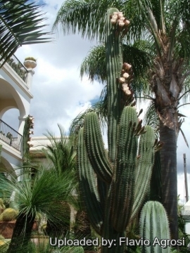 Echinopsis terscheckii