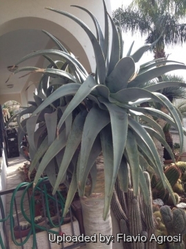 Aloe pillansii