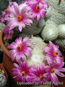 Mammillaria herrerae