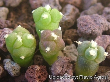 Echinocactus horizonthalonius cv. Sirotoge Suiheimaru
