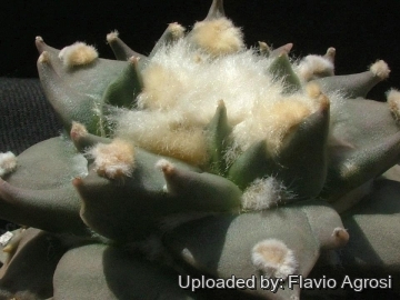 Ariocarpus retusus cv. Mituibo