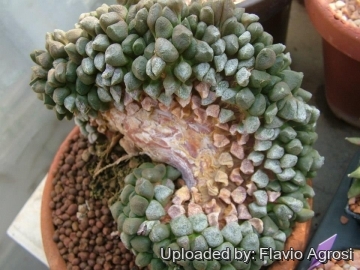 Ariocarpus fissuratus var. lloydii f. cristata