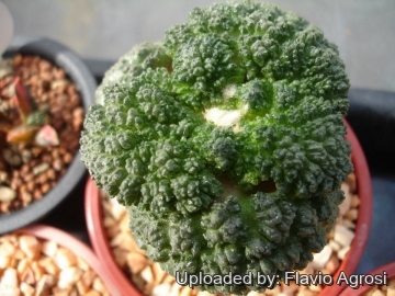Ariocarpus fissuratus cv. Green Coral