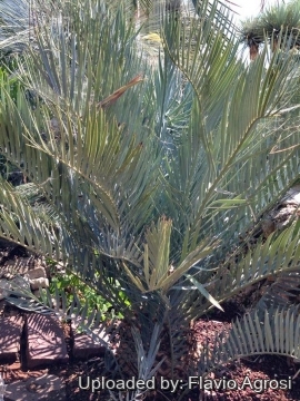 Encephalartos lehmannii