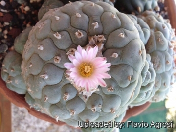 Lophophora fricii var. decipiens