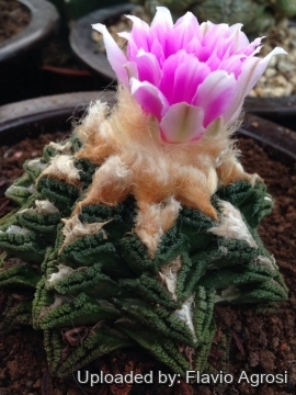 Ariocarpus bravoanus subs. hintonii