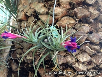 Tillandsia aeranthos