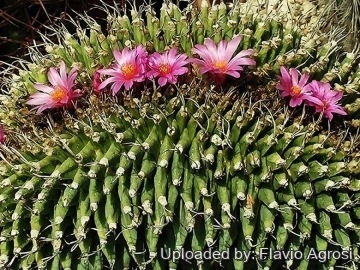 Turbinicarpus alonsoi f. cristatus
