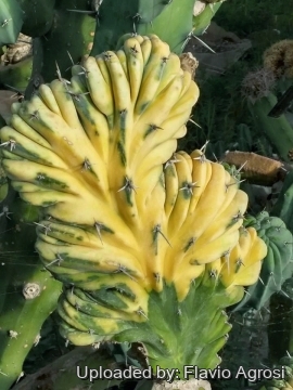 Myrtillocactus geometrizans f. cristatus variegatus