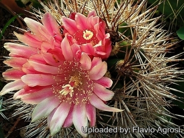 Copiapoa desertorum var. rubriflora