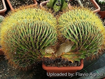 Ferocactus glaucescens f. cristata