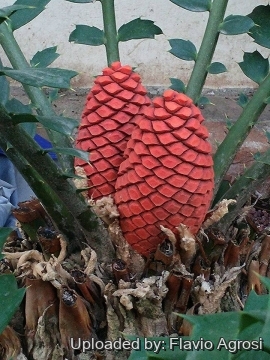 Encephalartos ferox