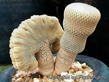 Epithelantha bokei f. cristata