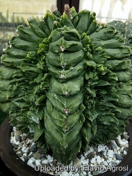 Astrophytum myriostigma cv. Yoroi