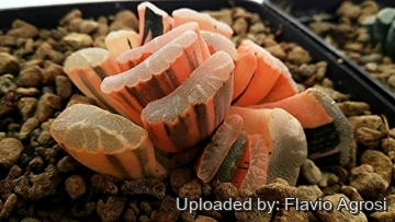 Haworthia truncata f. variegata