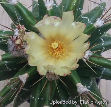 Astrophytum ornatum cv. Kikko
