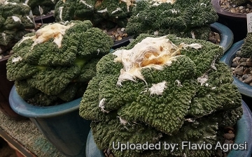 Ariocarpus fissuratus cv. Green Coral