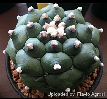 Astrophytum asterias cv. Kikko Nudum