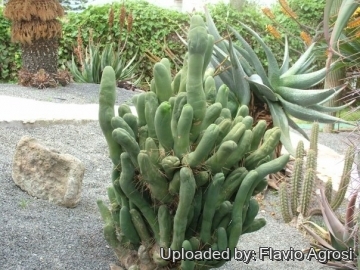 Echinopsis lageniformis f. monstruosa (Long joined type)