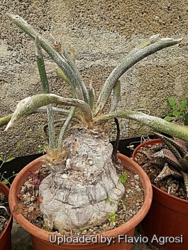 Astrophytum caput-medusae
