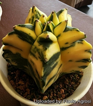 Astrophytum myriostigma cv. Kikko nudum f. variegata