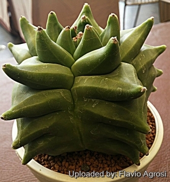 Astrophytum myriostigma cv. Kikko nudum