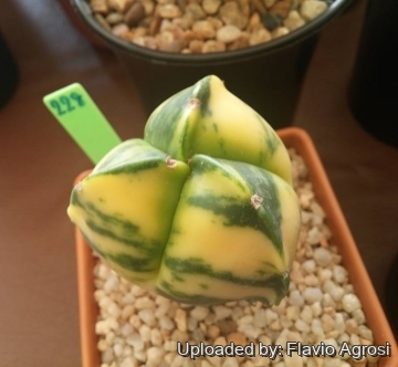 Astrophytum myriostigma var. tricostatum f. nudum variegatum