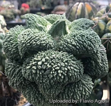 Ariocarpus retusus cv. Cauliflower