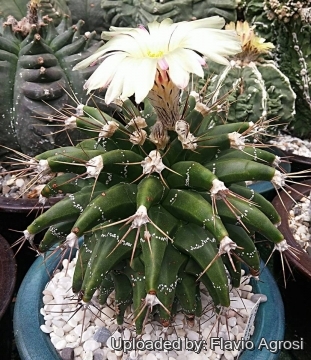 Astrophytum ornatum cv. Kikko