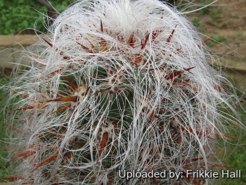 Oreocereus celsianus