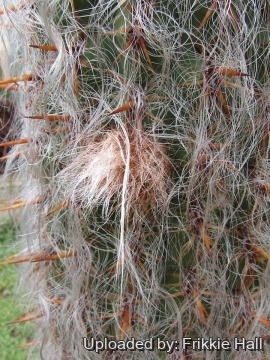 Oreocereus celsianus