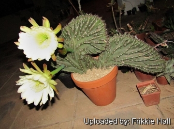Cereus peruvianus f. cristatus