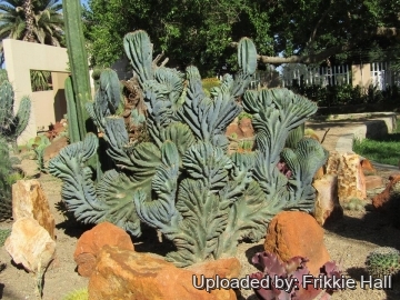 Cereus peruvianus f. cristatus