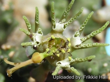Euphorbia ornithopus
