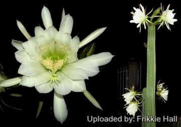 Echinopsis pachanoi