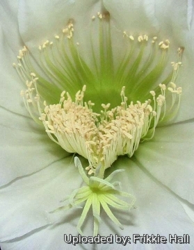 Echinopsis pachanoi