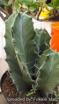 Stenocereus pruinosus