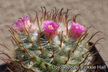Mammillaria bombycina cv. Split Spine