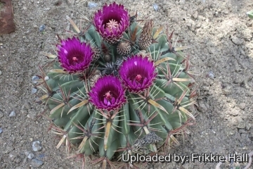 Ferocactus latispinus