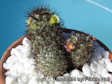Mammillaria microhelia var. microheliopsis