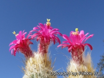 Oreocereus doelzianus var. sericatus