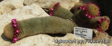 Mammillaria spinosissima subs. pilcayensis