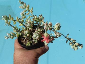 Cotyledon pendens