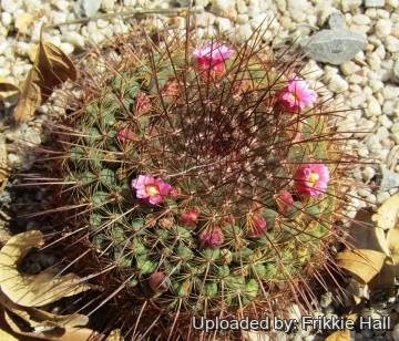 Mammillaria ginsaumae