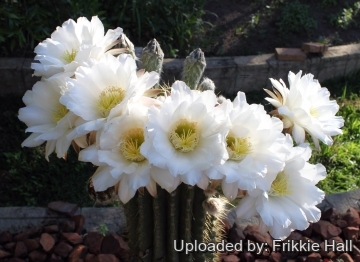 Echinopsis werdermanniana