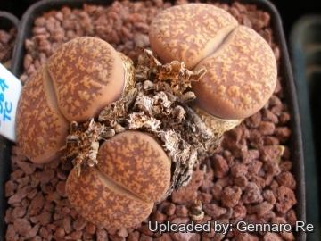 Lithops lesliei var. hornii C364 TL: 45 km SSW of Kimberley, South Africa